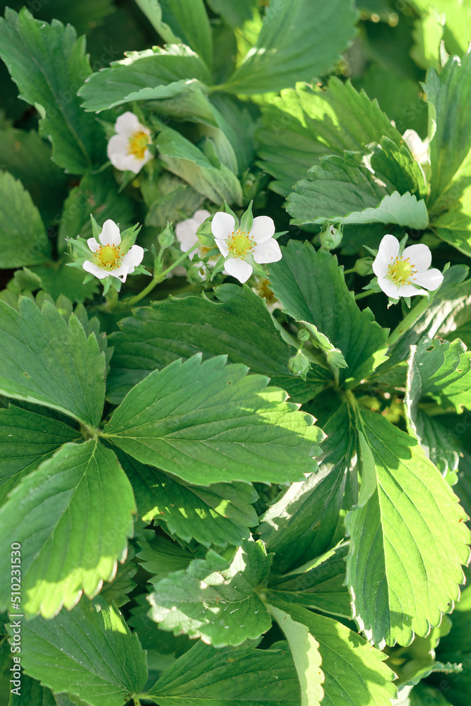 strawberries with flowers. White flowers on strawberry seedlings in the garden strawberries with flowers. White flowers on strawberry seedlings in the garden