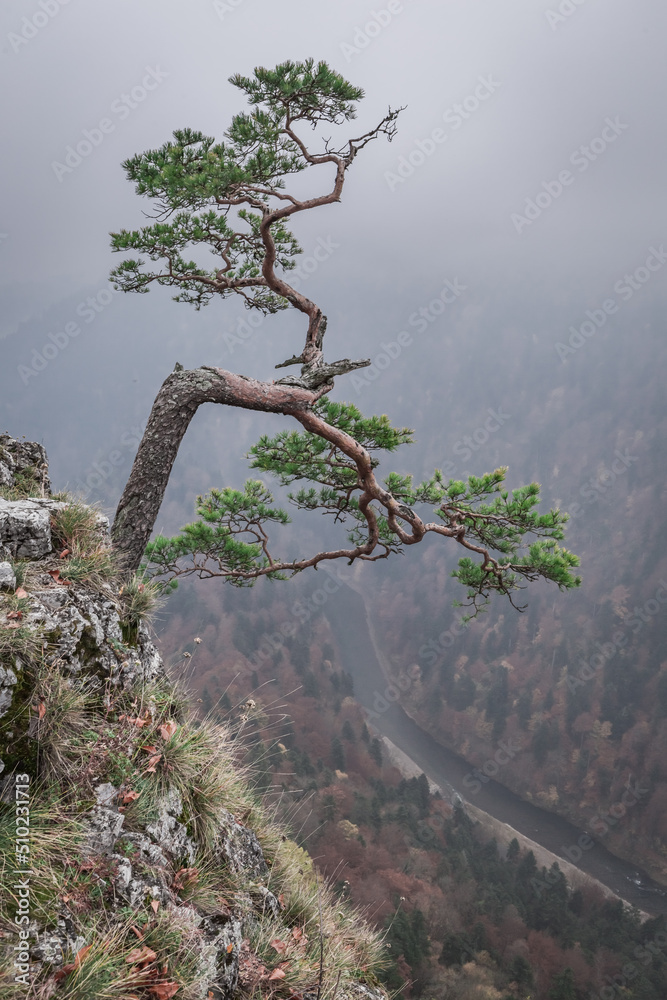 Wildlife in autumn, Poland. Misty Sokolica peak in Pieniny mountains. Wildlife in autumn, Poland. Misty Sokolica peak in Pieniny mountains.