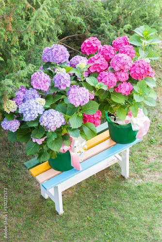 Ortensia flowers - Hydrangea - as decoration garden. Romantic and delicate gift.
