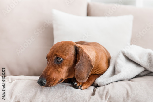 Cute dachshund dog lying on couch in living room, closeup