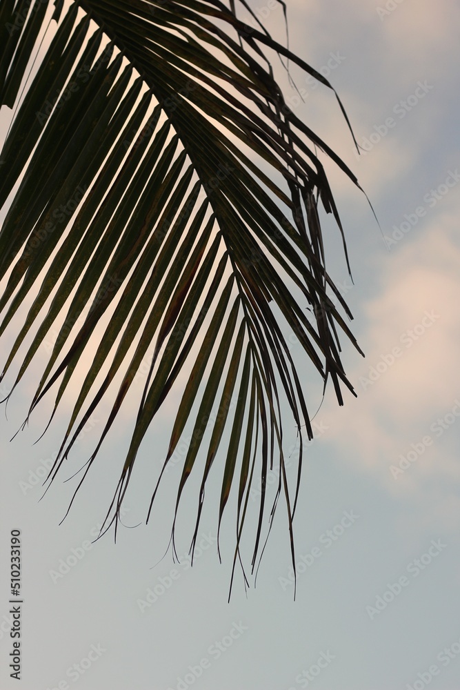 Obraz premium palm tree leaves