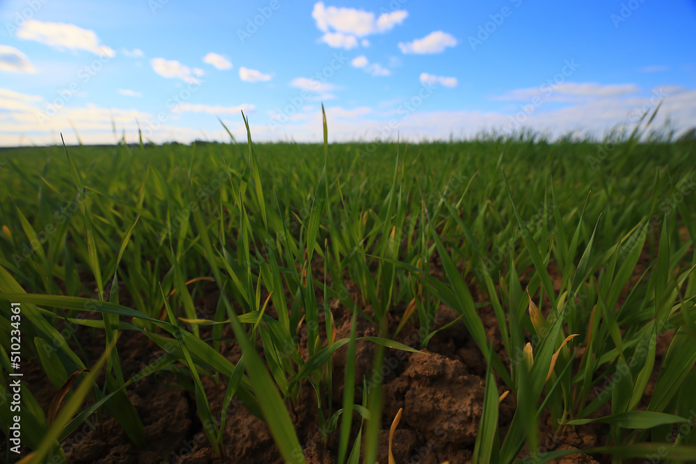 green grass fresh shoots wheat, green grass field summer background green grass fresh shoots wheat, green grass field summer background