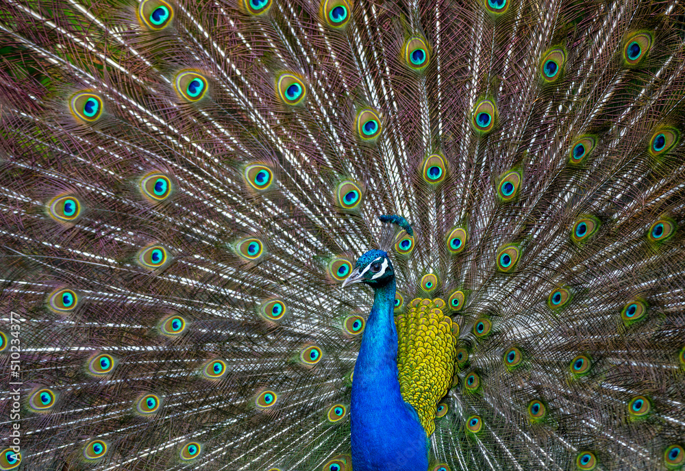 Obraz premium peacock with feathers out