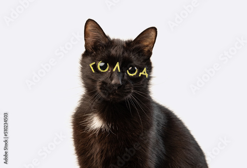 Black cat close up portrait on a white isolated background. The inscription on the eyes of GOLOD. Funny picture of an animal