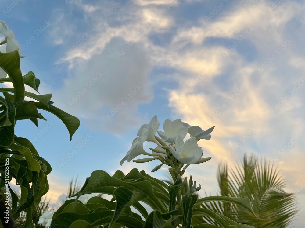 White tropical flowers under blue sky with white clouds