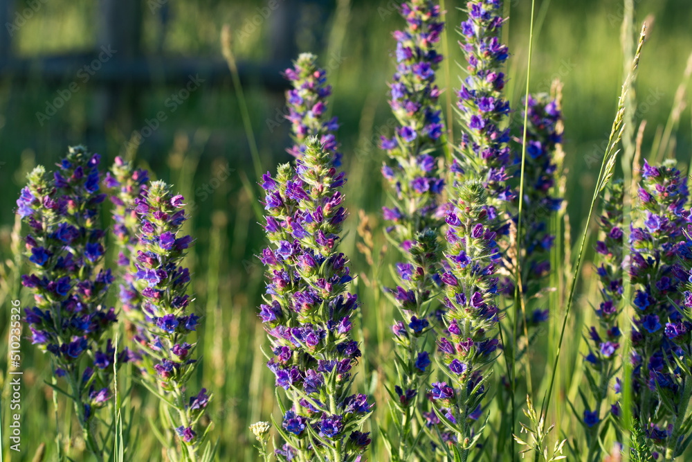 Obraz premium Echium vulgare, viper's bugloss, blue flowers closeup selective focus
