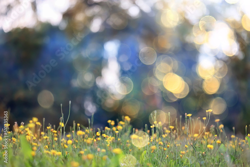 spring flowers background nature wild small abstract © kichigin19