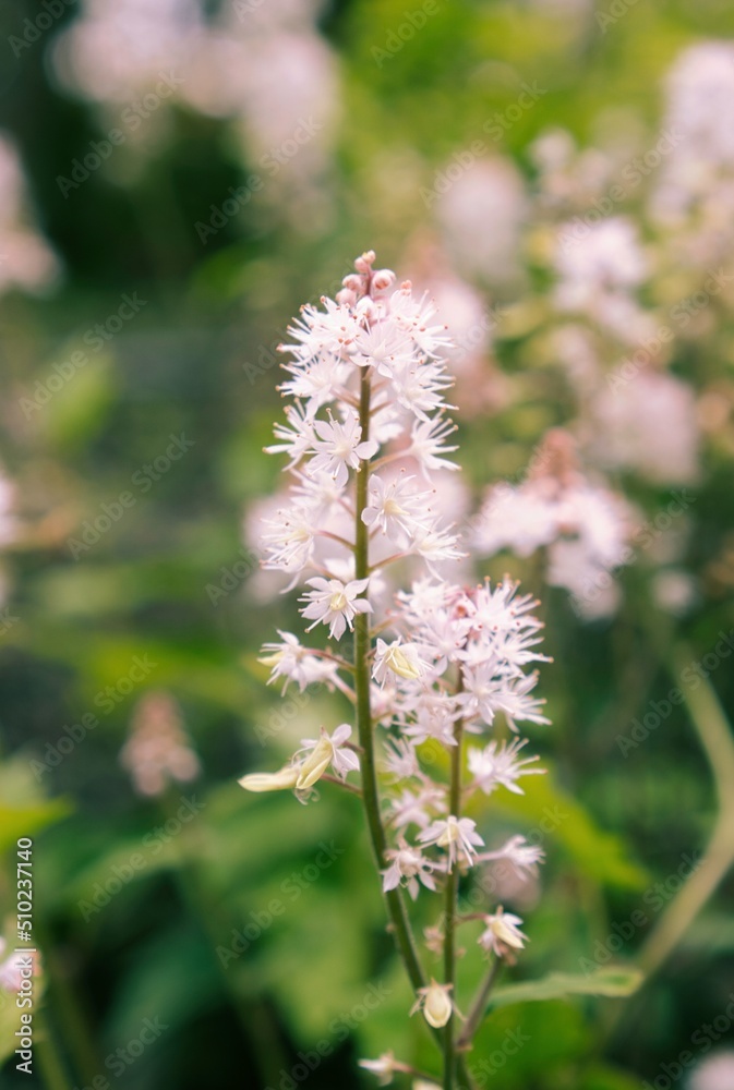 花火のように咲く花 花火のように咲く花