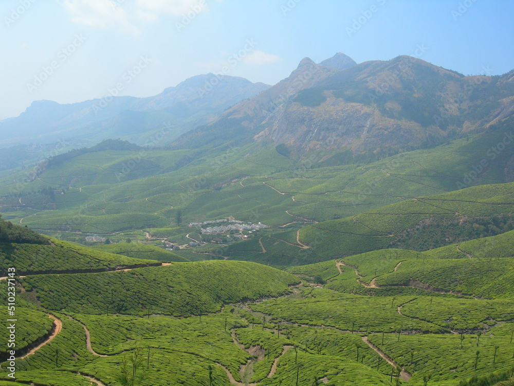 Obraz premium Beautiful fresh green tea plantation in Munnar, Kerala, India