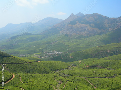 Beautiful fresh green tea plantation in Munnar, Kerala, India