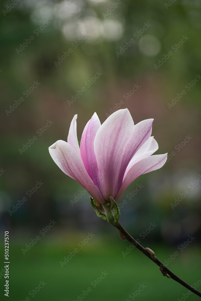 Fototapeta premium magnolia flowering. large magnolia flowers bloomed in the garden