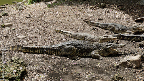 crocodiles in zapata nationalpark