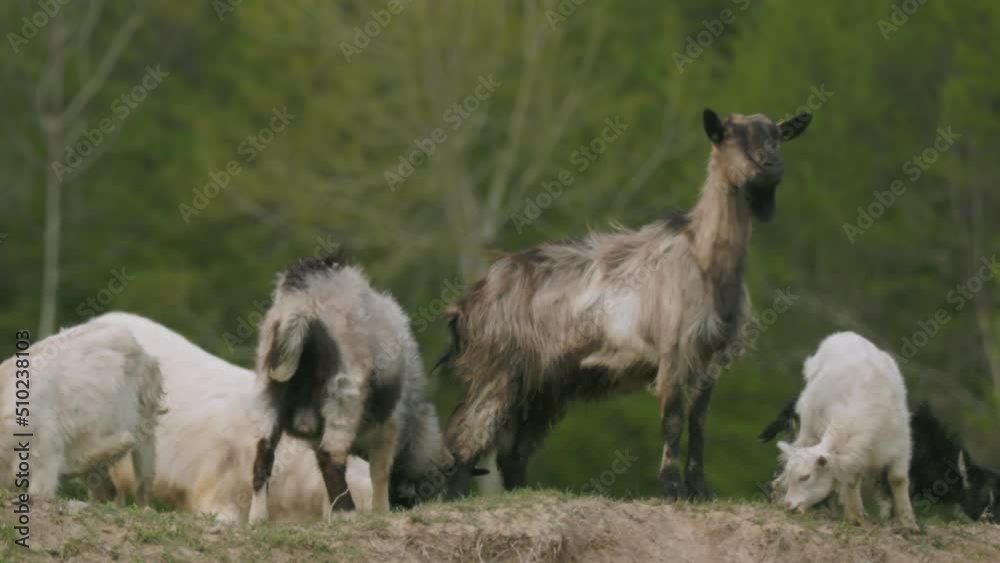 goats graze on an elevated lawn goats graze on an elevated lawn