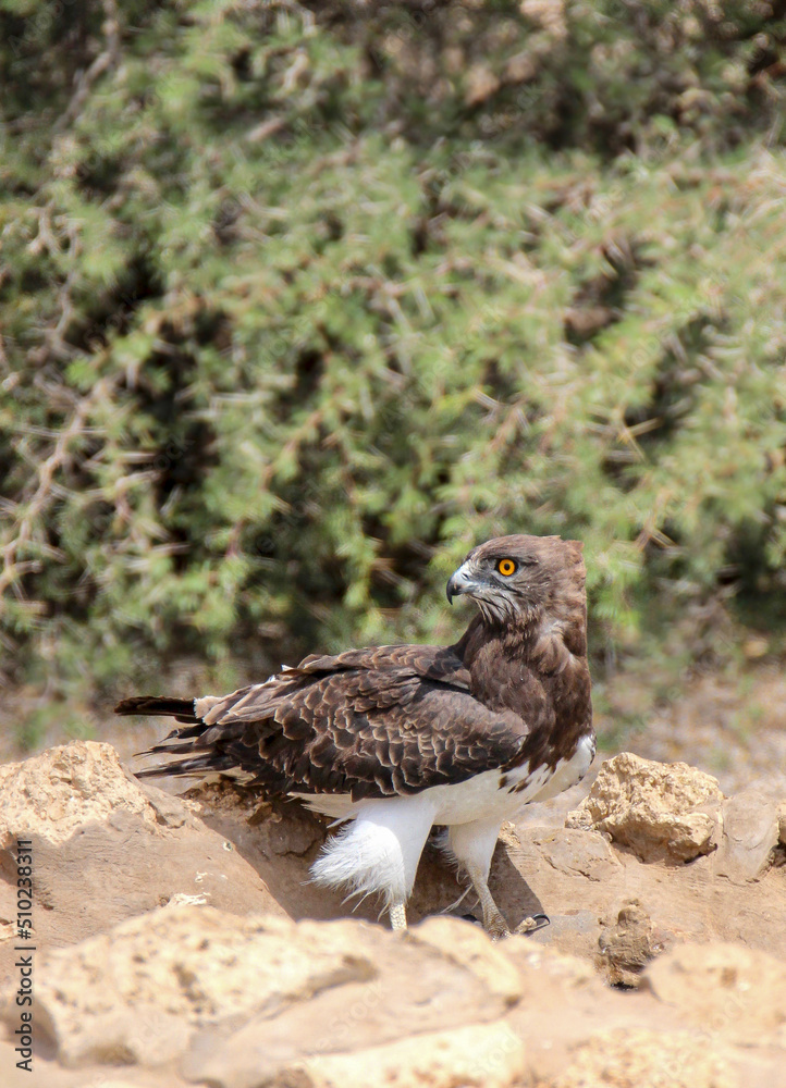 Black-chested Snake Eagle at a waterhole, Kgalagadi Black-chested Snake Eagle at a waterhole, Kgalagadi