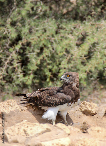 Black-chested Snake Eagle at a waterhole, Kgalagadi