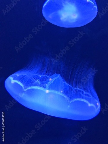 Jelly fish in aquarium
