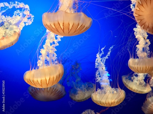 Jelly fish in aquarium