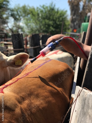 Applying flea poison in cows