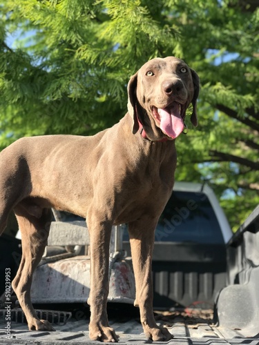 Weimaraner male dog