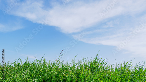 Green grass and blue sky with white clouds at summer