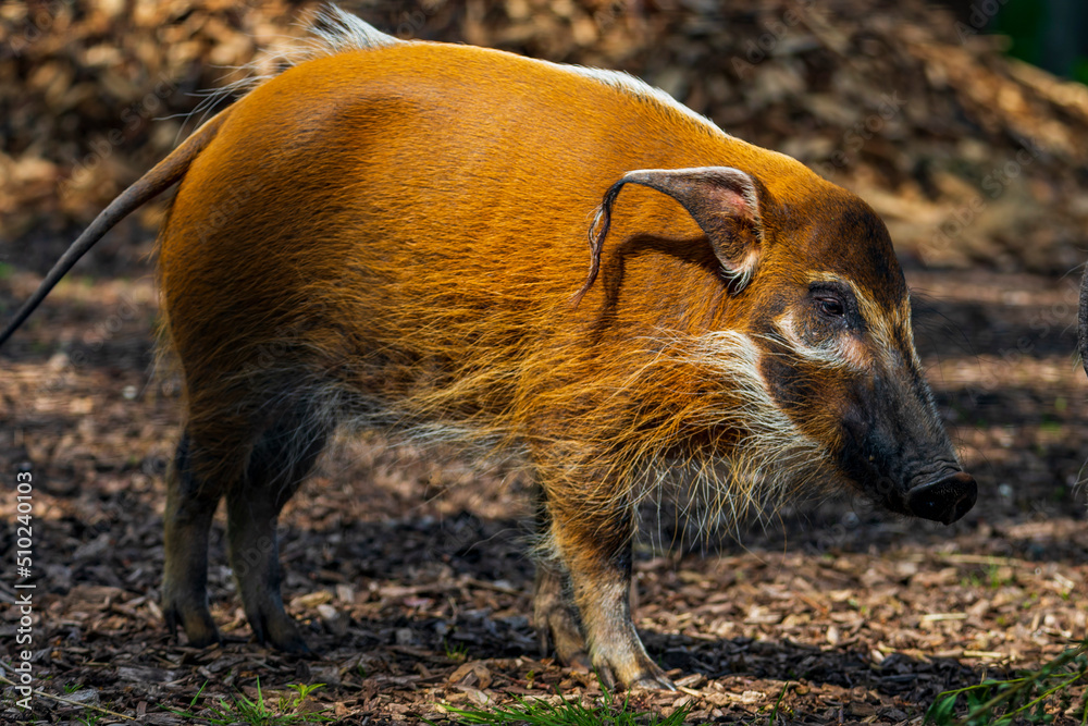 red river hog - Potamochoerus porcus - bush pig red river hog - Potamochoerus porcus - bush pig