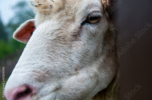 mountains, farm, grassland, cute, sheep, eating photo