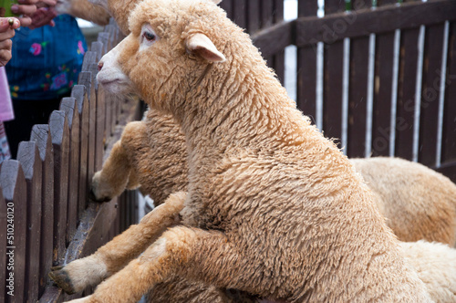 mountains, farm, grassland, cute, sheep, eating photo