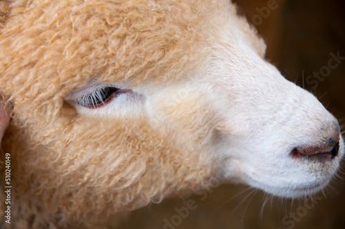 mountains, farm, grassland, cute, sheep, eating photo