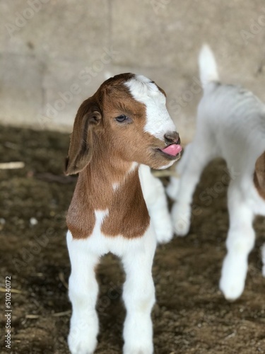 Baby Boer Goat