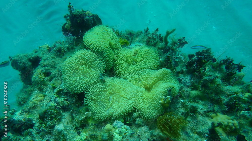 Sun anemone or Atlantic carpet anemone, Caribbean sun anemone (Stichodactyla helianthus) undersea, Atlantic Ocean, Cuba, Varadero Sun anemone or Atlantic carpet anemone, Caribbean sun anemone (Stichodactyla helianthus) undersea, Atlantic Ocean, Cuba, Varadero