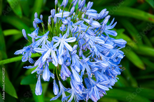 perennial, herb, bluebell, bloom, blue-violet, flowers photo