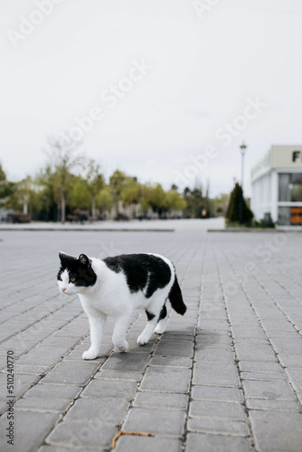 Homeless black and white cat walks outside in the park on a sunny spring day