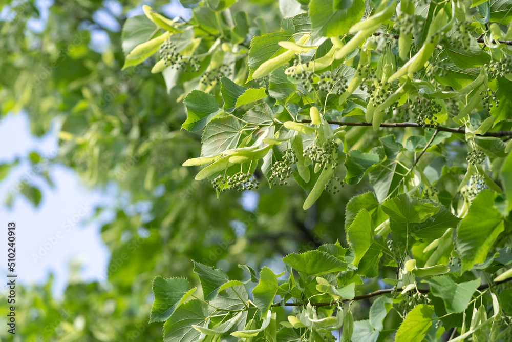 Closeup of linden inflorescences of linden flowers before flowering, selective soft focus. Allergy season. Closeup of linden inflorescences of linden flowers before flowering, selective soft focus. Allergy season.