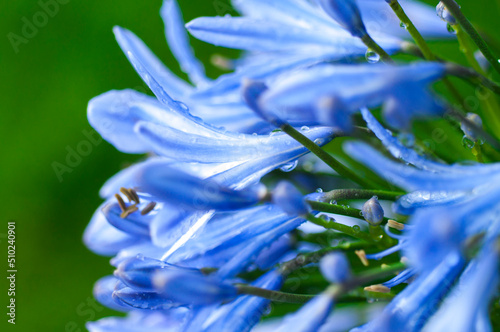 perennial, herb, bluebell, bloom, blue-violet, flowers photo