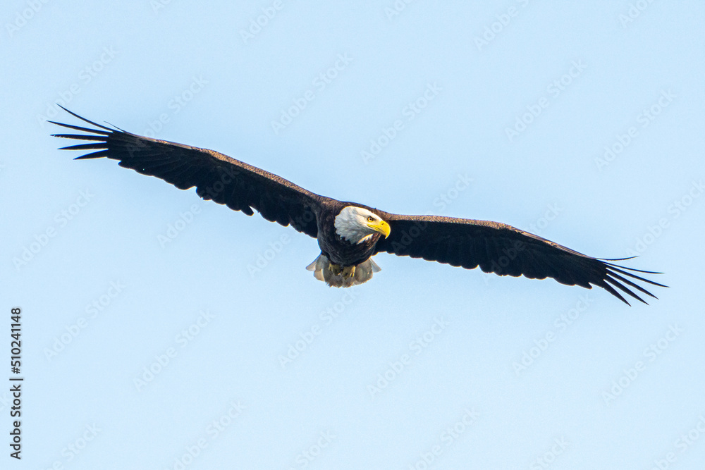 Naklejka premium American Bald Eagle