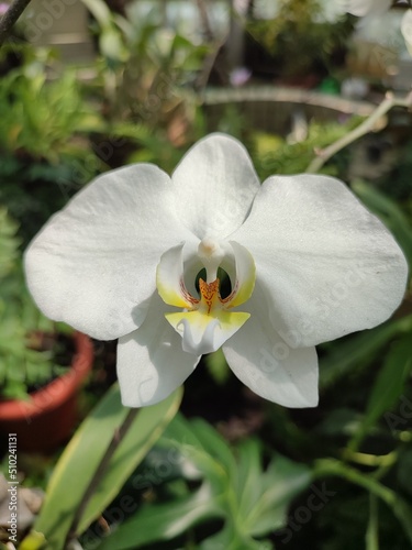 White petaled orchids with yellow callus in a vegetative environment in a tropical plant greenhouse photo