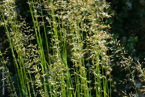 Green grass background on the morning