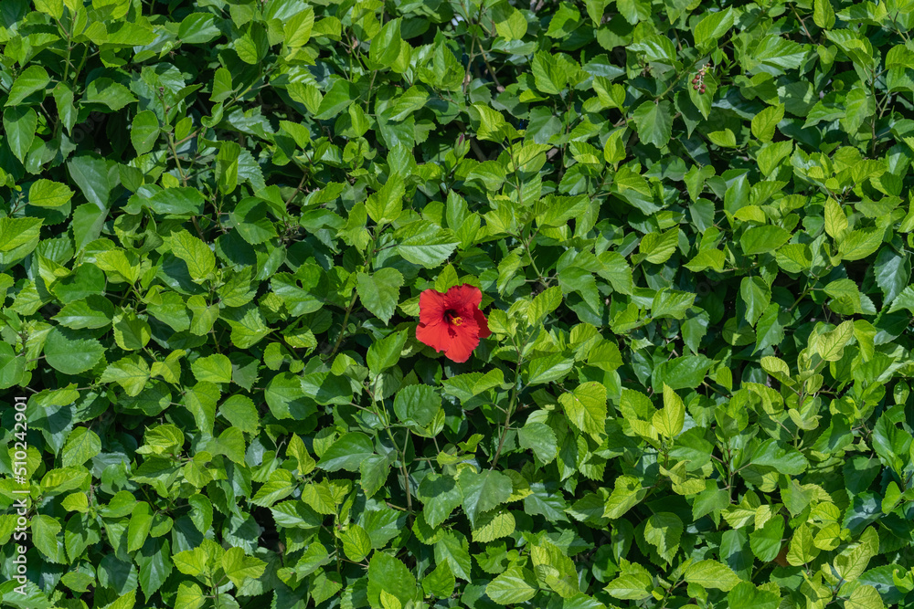 A single hibiscus flower on a huge wall of green leaves A single hibiscus flower on a huge wall of green leaves