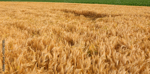 Cultivated field of yellow ripe wheat grain photo