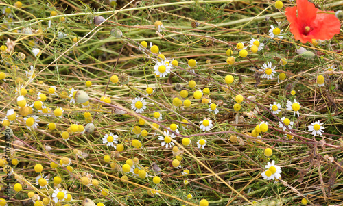 many chamomile flowers and a red poppy photo