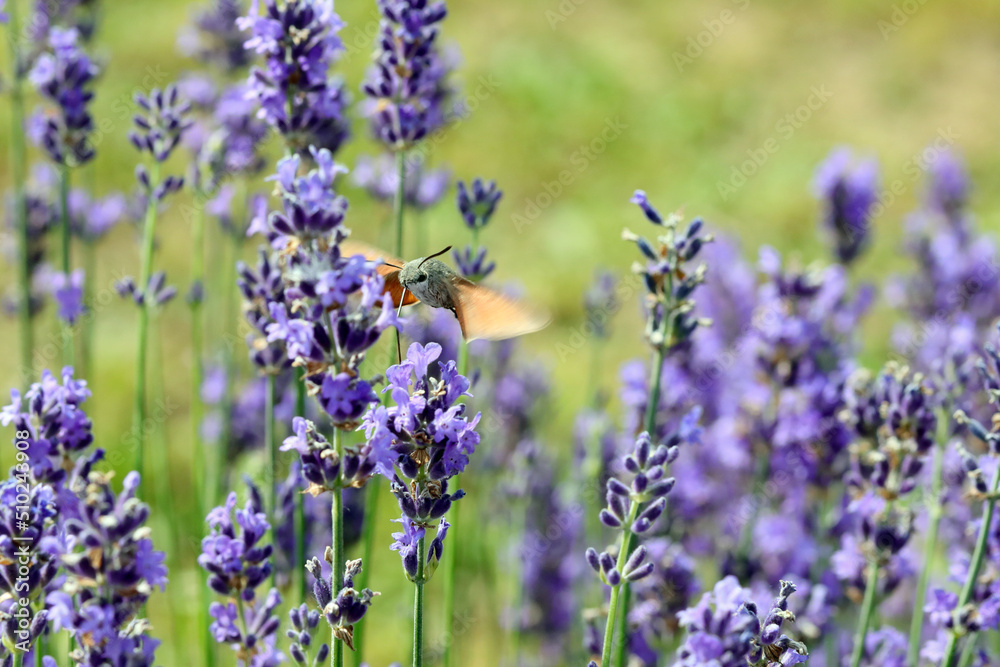 hummingbird hawk-moth. with a long trunk to suck the nectar from lavender flowers while it remains in flight, flapping its wings very quickly hummingbird hawk-moth. with a long trunk to suck the nectar from lavender flowers while it remains in flight, flapping its wings very quickly