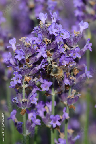 Bee sucking nectar from lavender flower in the flowering field in summer