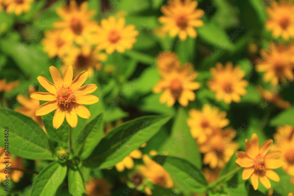 Yellow butter daisy flowers or Melampodium paludosum Yellow butter daisy flowers or Melampodium paludosum