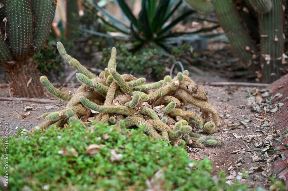 golden rat tail cactus or Cleistocactus winteri is a succulent of the family Cactaceae growing in garden golden rat tail cactus or Cleistocactus winteri is a succulent of the family Cactaceae growing in garden