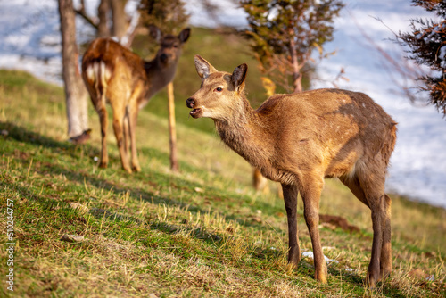 Beautiful spotted deer in the mountains against the background of green grass and snow. Fairytale spring landscape with wild animals.