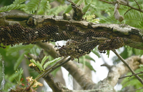 bee nest hanging on tamarind beranch in garden