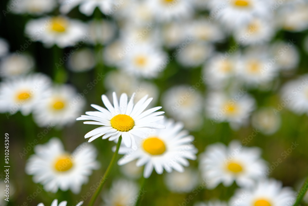 Fototapeta premium Selective focus on daisy flower, flowering wild chamomile - camomile, beautiful nature in spring
