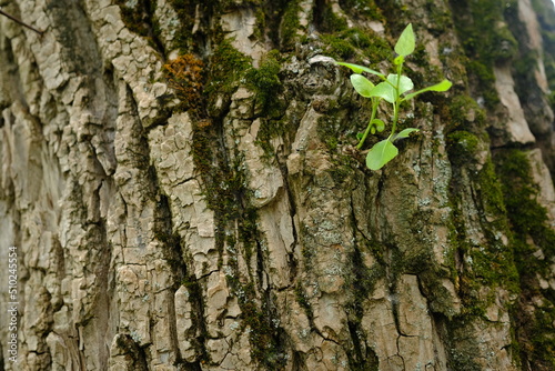 Young branch with leaves grow right through the bark of the tree. New begining concept.