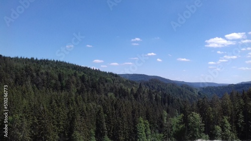 forest in the mountains