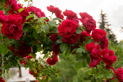 Red climbing rose bush photo